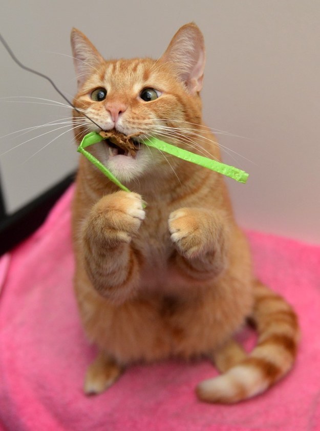 cats-cant-eat-sweets-chocolate