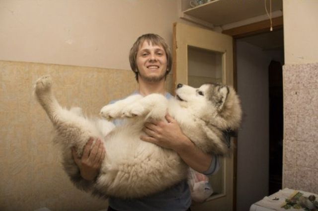 malamute-dog