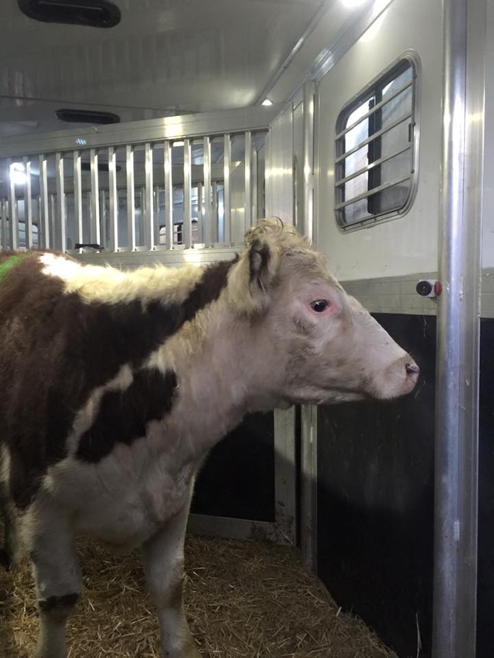 12552823_985204274879067_867413147210560694_n