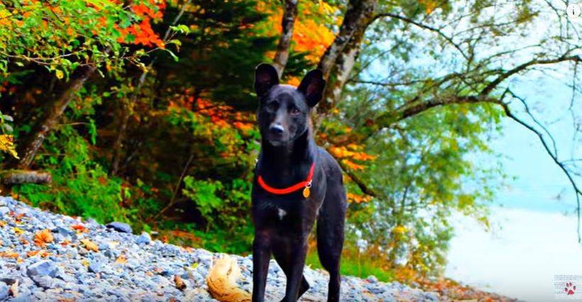 amazing_dog_rescue_transformation