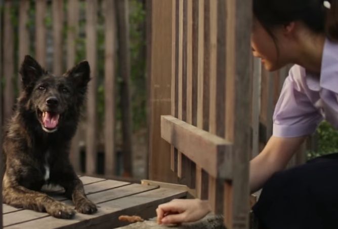 dog_friend_girl_fear