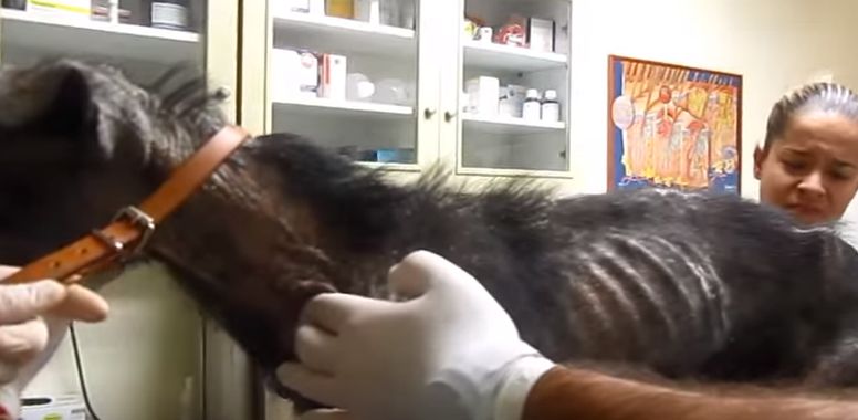 dog_mange_survives_billy_dog_rescue_story