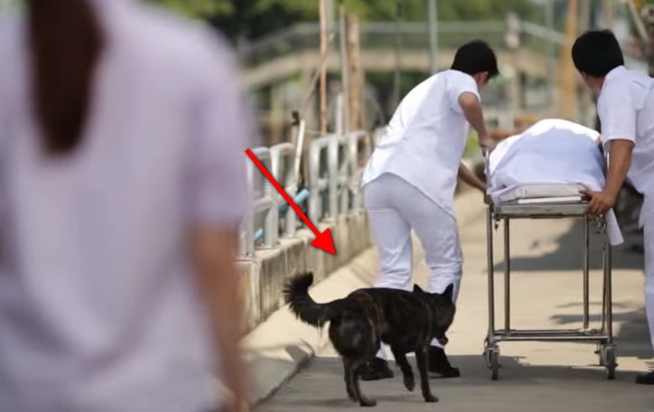 dog_story_fear_phobia_girl_china