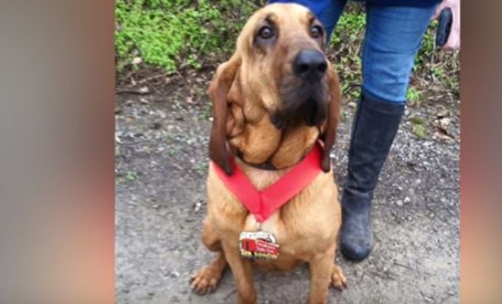 dog_wins_metal_wondering_outside_race