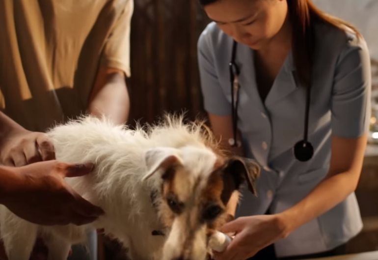 girl_helps_dogs_vet