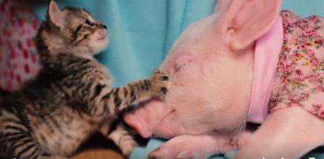 pig_kitten