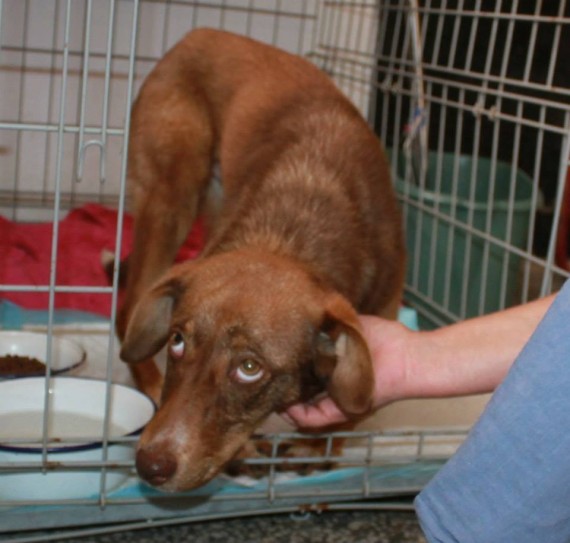 It turns out Duke had no sickness but now just a fear of men. He bonded with Tony's wife immediately.