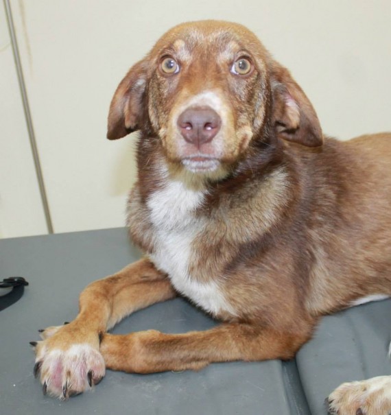 It became apparent that someone inflicted this upon Duke. His legs were bent, feet shattered and the ligaments were gone.