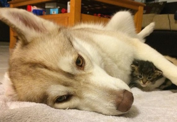 They tried taking care of the kitten, but nothing was working. She wouldn't even eat. Then she met Lilo.