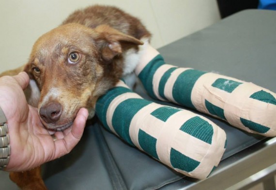 Duke was also extremely malnourished and had a cough as the result of the heavy chain that was tied around his neck.