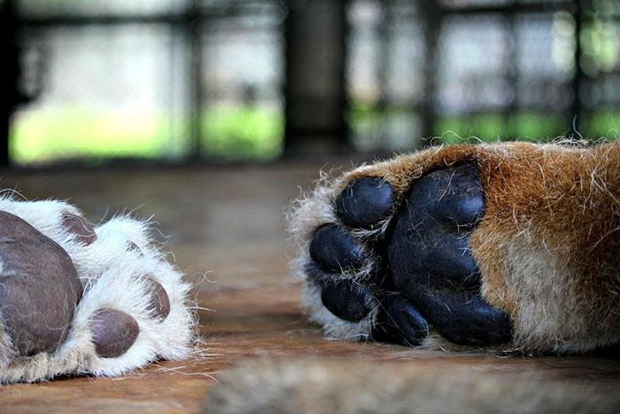 Macintosh HD:private:var:folders:mv:05psg9ts7d59vd89gvfl_1380000gn:T:TemporaryItems:rescue-lions-love-kahn-sheila-in-sync-exotics-20.jpg