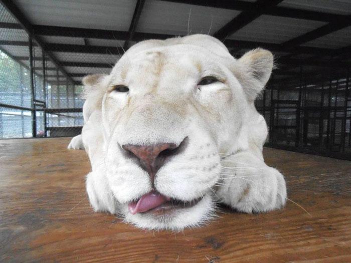 Macintosh HD:private:var:folders:mv:05psg9ts7d59vd89gvfl_1380000gn:T:TemporaryItems:rescue-lions-love-kahn-sheila-in-sync-exotics-10.jpg