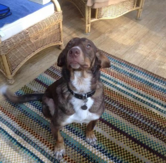 A few surgeries, food and love did the trick! Duke was then healthy enough to go up for adoption.