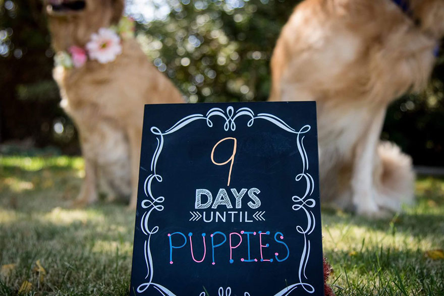 dog-maternity-photo-shoot-chanel-kennedy-sorensen-4