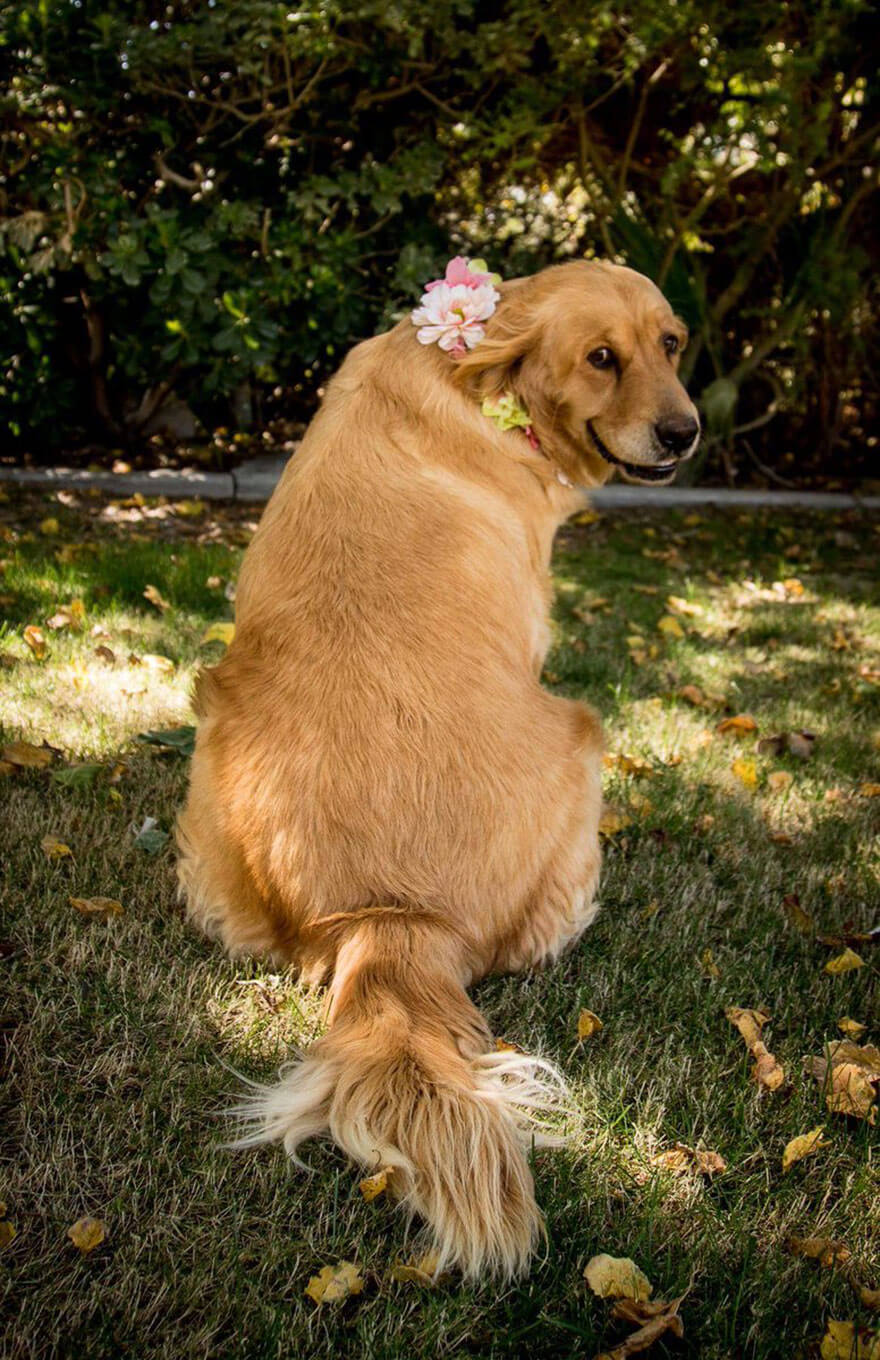 dog-maternity-photo-shoot-chanel-kennedy-sorensen-3