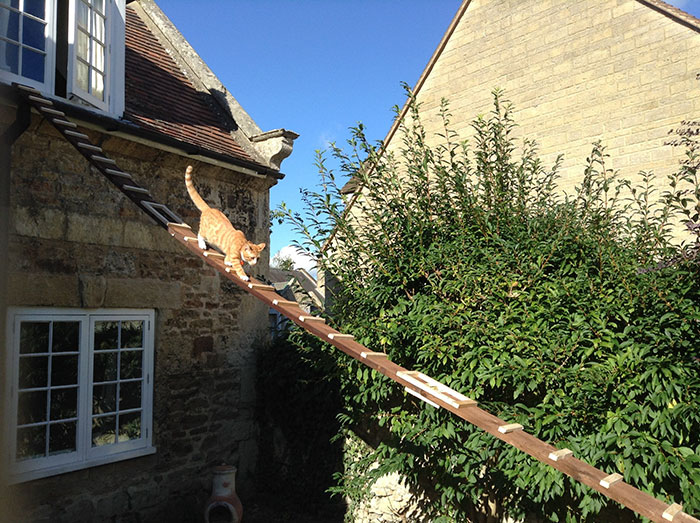 guy-builds-sneaky-cat-ladder-2