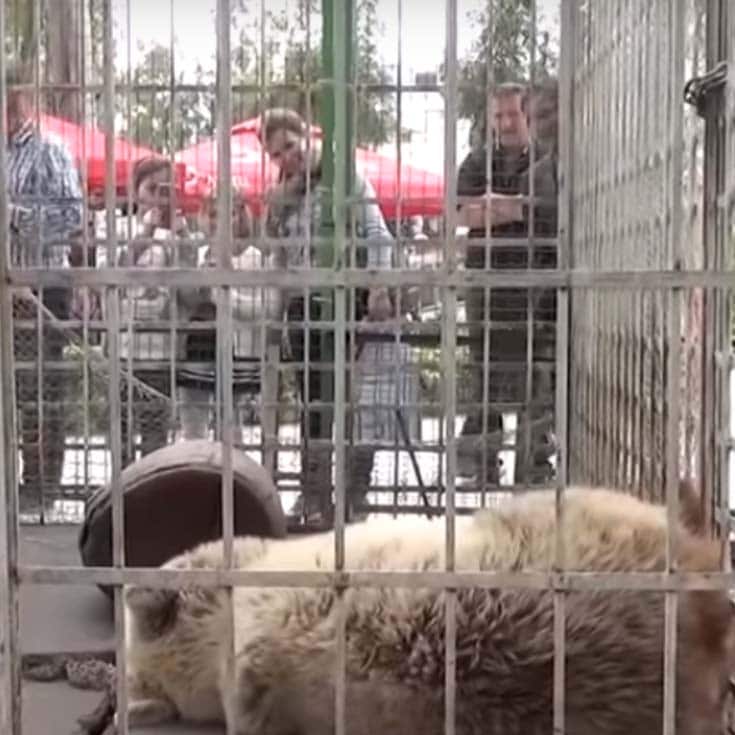 New Life Rescued Bear