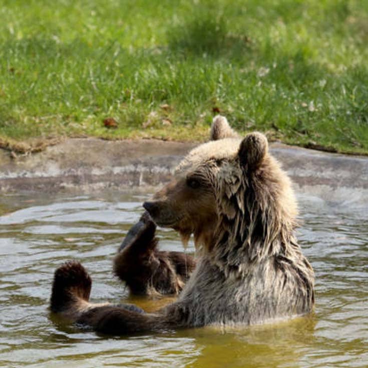 A New Life For Rescued Bear