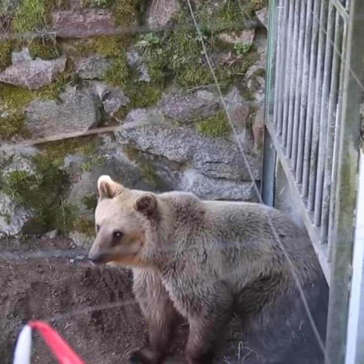New Life For Rescued Bear