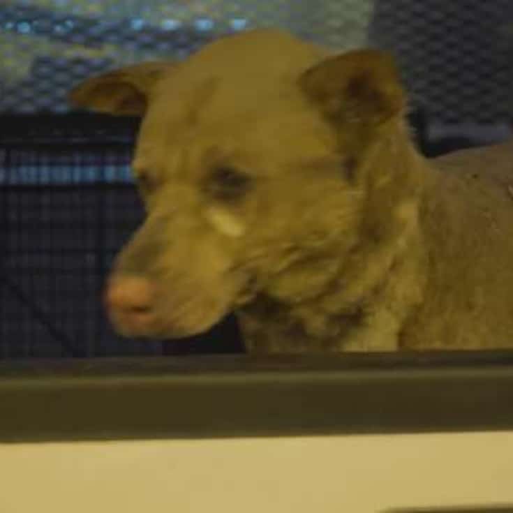 Husky Goes Missing in Wildfire