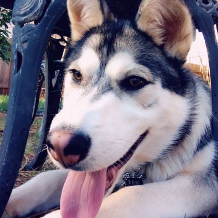 Husky Goes Missing in Wildfire