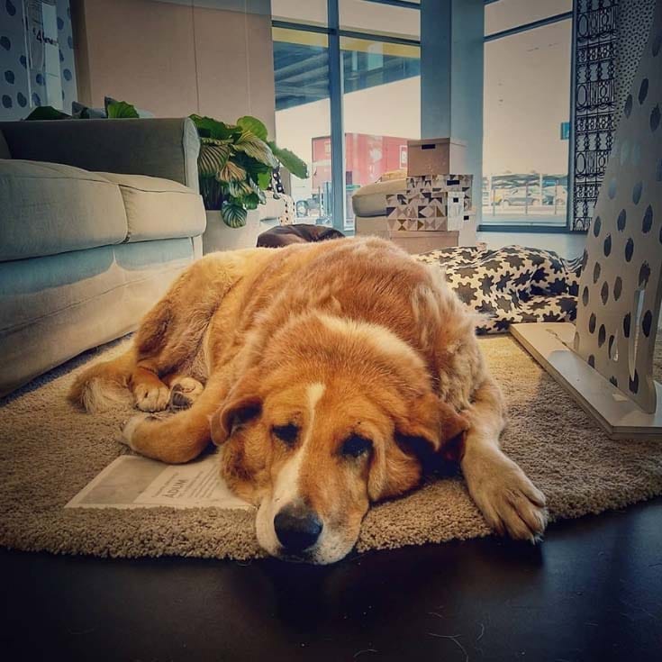 IKEA Stray Dog