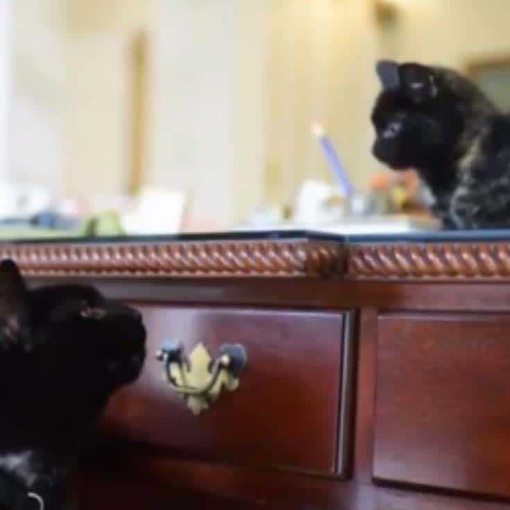 Stray Kitten Rescued